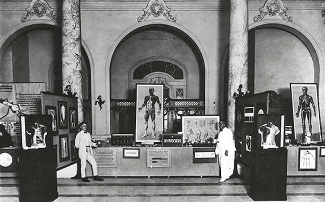: Deutsches Hygiene-Museum Dresden&rsquo;s collections at the Hygiene Exhibition in Havana: section about muscles (Pr&auml;sentation&hellip;,1928)
