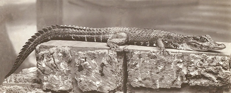 Spectacled caiman, Santa Fe Zoo, Medellín (Courtesy of the Archivo de la Sociedad de Mejoras Públicas de Medellín)
