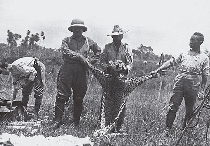 Theodore Roosevelt e Cândido Rondon segurando a pele de um jaguar durante a Expedição Científica Roosevelt-Rondon; fotografia de Kermit Roosevelt, 1913 (Biblioteca do Congresso, Washington, DC)