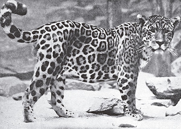 A South American jaguar; fotografia de Elwin Sanborn (Roosevelt, 1914b, p.84)