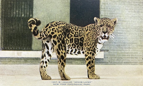 Jaguar Señor Lopez, New York Zoological Park, cartão-postal; fotografia de Elwin Sanborn, c. 1906 (coleção particular).