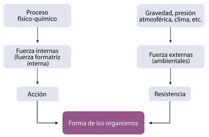 : Esquema que explica las rutas que siguen las fuerzas internas y externas (Fuente: elaboraci�n propia)