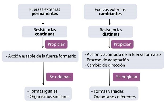 : Esquema que explica las formas resultantes de los organismos de acuerdo con las fuerzas exteriores (Fuente: elaboraci�n propia)