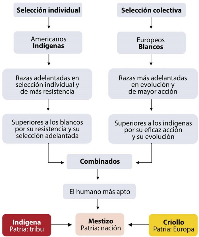 : Esquema con los pasos de las selecciones para llegar al mestizo y al ideal patri�tico (Fuente: elaboraci�n propia)