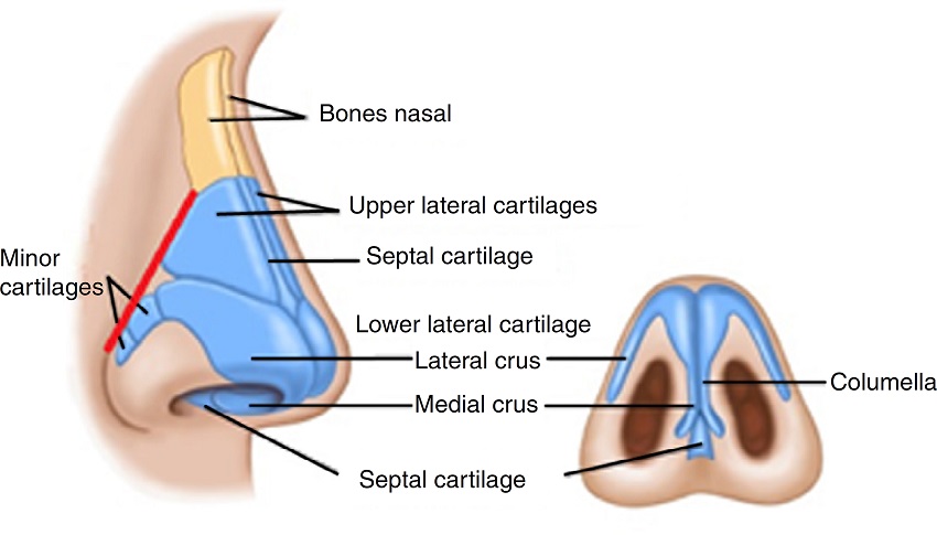 In red, the intersection of ULC and LLC with the pyriform aperture.