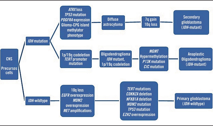 A possible model to establish the development of diffuse gliomas and
							progression to glioblastoma
