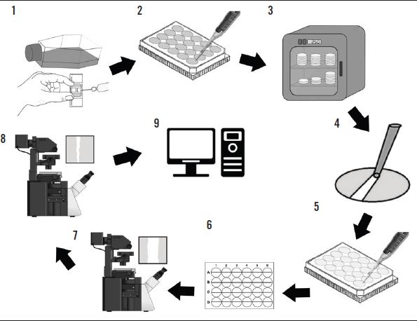 Steps to perform the in vitro wound healing assay 1. cell culture trypsinization and counting; 2. multi well plate seeding; 3. cells were allowed to attach, spread, and form a 90% confluent monolayer within a 24 hour period; 4. scratch-making; 5. wells washed with ice-cold PBS and drug application in medium with or with no FBS; 6. draw a straight line on the bottom of the plates; 7. image capturing and gap measurement time – 0 h; 8. incubation and Image capturing and gap measurement time – 24 h; 9. data analysis.