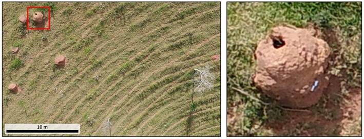 RPA image of a printed target, placed in a near-vertical position over a termite mound.