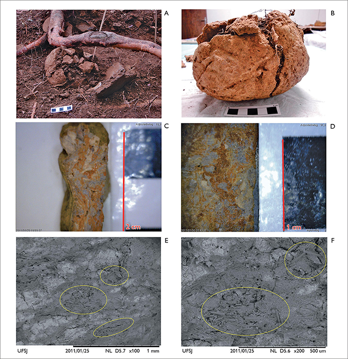 Registro feito em campo e laboratório referente a material coletado no sítio Vereda III: A) ‘bolota’ de argila não queimada, evidenciada in situ, parcialmente danificada por raiz; B) ‘bolota’ de argila não queimada – visualização da parte preservada. Registro feito com microscópio ótico referente a material coletado no sítio Vereda III: C) fragmento da ‘bolota’ de argila não queimada – observar a mistura de dois tipos de argila (vermelho e cinza) (aumento de 17x); D) fragmento de ‘bolota’ de argila não queimada – observar a mistura de dois tipos de argila (vermelho e cinza) (aumento de 32x). Registro feito com microscopia eletrônica de varredura, referente a material coletado no sítio Vereda III: E) os ‘tubos’ compridos correspondem às espículas – observar a concentração de espículas na argila de cor escura, que corresponde à argila cinza (aumento de 100x); F) detalhe da concentração de espículas (‘tubos’) na argila de cor escura, que corresponde à argila cinza (aumento de 200x). Escalas: 5 cm (A e B). Fotos: Rogério Tobias Jr. (A); Igor Rodrigues (B, C e D); Departamento de Engenharia Mecânica da UFSJ (E e F).