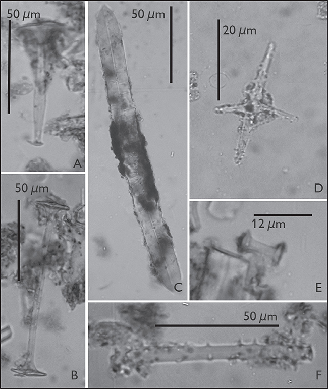 Fotos ao microscópio ótico das espículas encontradas nas amostras de cerâmica do sítio Vereda III: A) gemosclera de Metania spinata; B) gemosclera longa de Heterorotula fistula; C) megasclera de Heterorotula fistula; D) microsclera de Dosilia pydanieli; E) gemosclera de Trochospongilla variabilis; F) gemosclera de Radiospongilla amazonensis. Fotos e composição da imagem: Vanessa de Souza Machado.