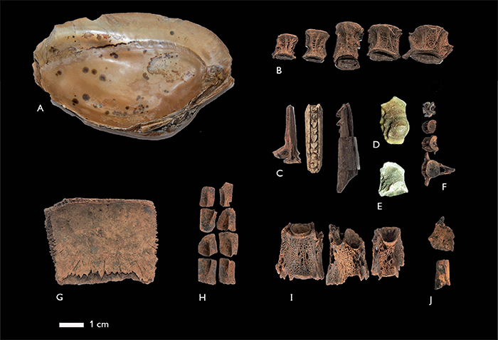 Faunal remains from Cerro Gavil&aacute;n 2: A) bivalve; B) fish vertebrae; C) fish spines (Doradidae); D, E) otolith (Plagioscion); F) fish vertebrae; G) turtle osteoderm; H) caiman osteoderm (possibly Caiman crocodilus); I) fish vertebrae; J) unidentified fish bones. Denise Debrot (Departamento de Biolog&iacute;a de Organismos, Universidad Sim&oacute;n Bol&iacute;var) identified the otolith as Sciaenidae, perhaps of the genus Plagioscion, possibly a species of curvinata (Plagioscion squamosissimus (Heckel 1840) (Lasso Alcal&aacute;; S&aacute;nchez- Duarte, 2011, p. 365). Photos by Franz Scaramelli.