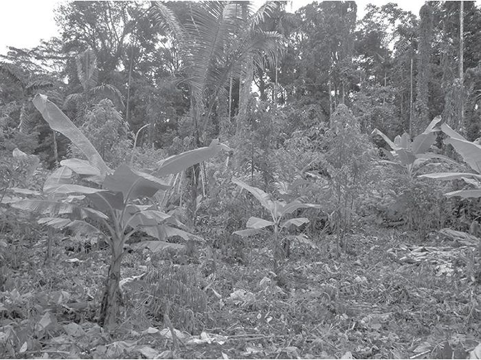 Una kinkore o chakra en Tepapare.