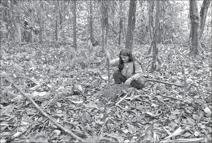 Mujer waorani plantando banano-plátano en una gonea.