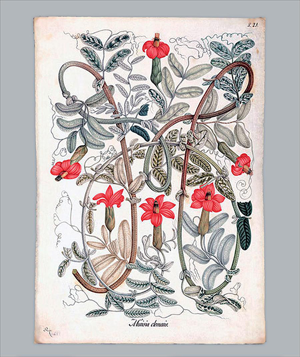 Mutisia clematis, pintor Salvador Riso. Dibujos de la Real Expedición Botánica del Virreinato de Nueva Granada (1783-1816). Signatura: DIV. III A-1154.