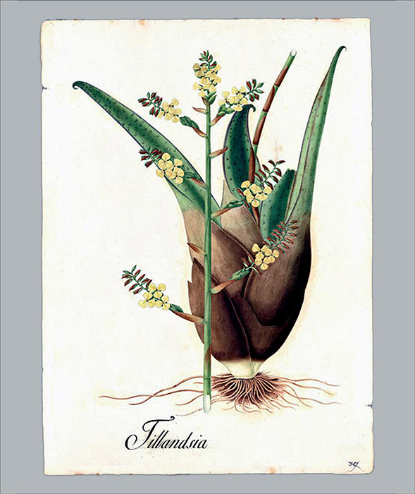 Tillandsia. Dibujos de la Real Expedición Botánica del Virreinato de Nueva Granada (1783-1816). Signatura: DIV. III A-307.
