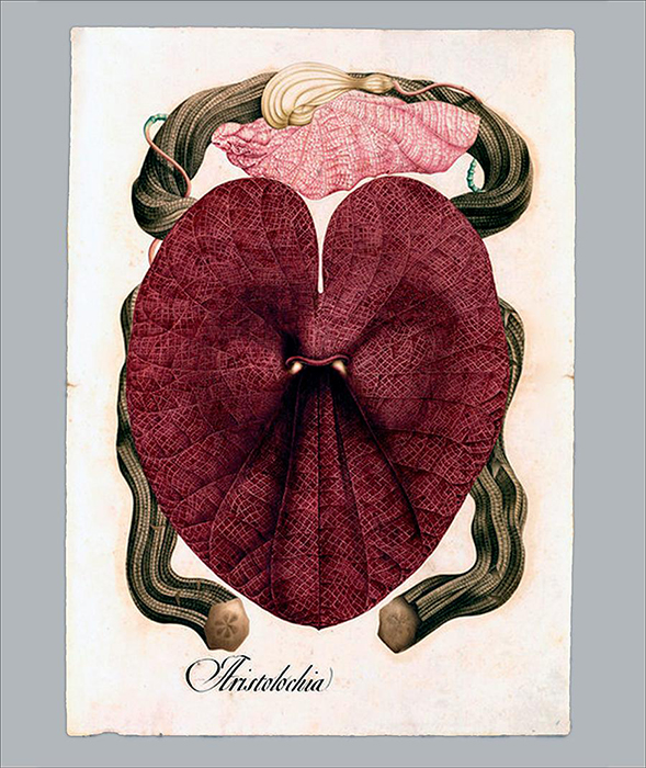 Aristolochia. Dibujos de la Real Expedición Botánica del Virreinato de Nueva Granada (1783-1816). Signatura: DIV. III A-891.