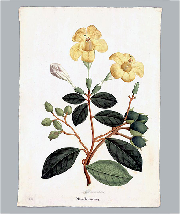 Solandra. Dibujos de la Real Expedición Botánica del Virreinato de Nueva Granada (1783-1816). Signatura: DIV. III A-1541.