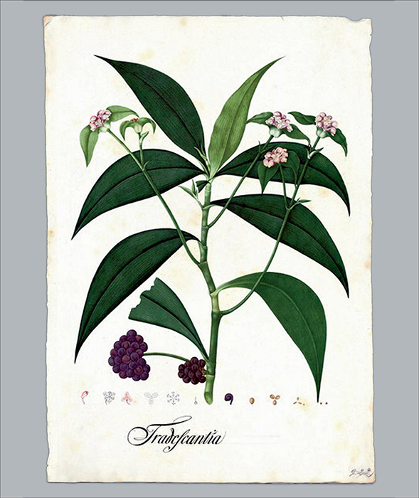 Tradescantia, pintor Francisco Javier Matis Mahecha. Dibujos de la Real Expedición Botánica del Virreinato de Nueva Granada (1783-1816). Signatura: DIV. III A-222.