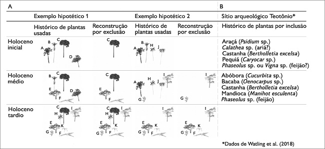 As diferenças marcantes entre utilizar dados arqueológicos por inclusão ou por exclusão podem ser facilmente visualizada no esquema. Utilizando dois exemplos hipotéticos – (A) histórico das plantas utilizadas 1 e 2 –, são distribuídas plantas como se elas fossem dados arqueológicos. Como pode ser observado, se utilizarmos dados do Holoceno tardio, uma reconstrução por exclusão (1 e 2) das sequências anteriores só seria possível se existisse linearidade evolutiva dos processos. Como os dados arqueológicos não demonstram linearidade, o registro arqueobotânico do Holoceno tardio analisado por exclusão sempre levaria para informações diferentes (incompletas) dos períodos anteriores. Na segunda parte do esquema (B), dados arqueológicos reais do sítio Teotônio mostram como o registro de um período não é suficiente para supor o outro. Se excluíssemos as plantas domesticadas e cultivadas do registro do Holoceno médio, restariam plantas presentes no Holoceno inicial, mas com diversidade menor, e perderíamos a possibilidade de pensar na antiguidade de alguns processos de domesticação de plantas como o feijão. Gráfico: Myrtle Pearl Shock e Claide de Paula Moraes (2019)