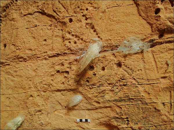 Presença de microfauna sobrepondo as gravuras rupestres. Abrigo do Alvo, Analândia, São Paulo.