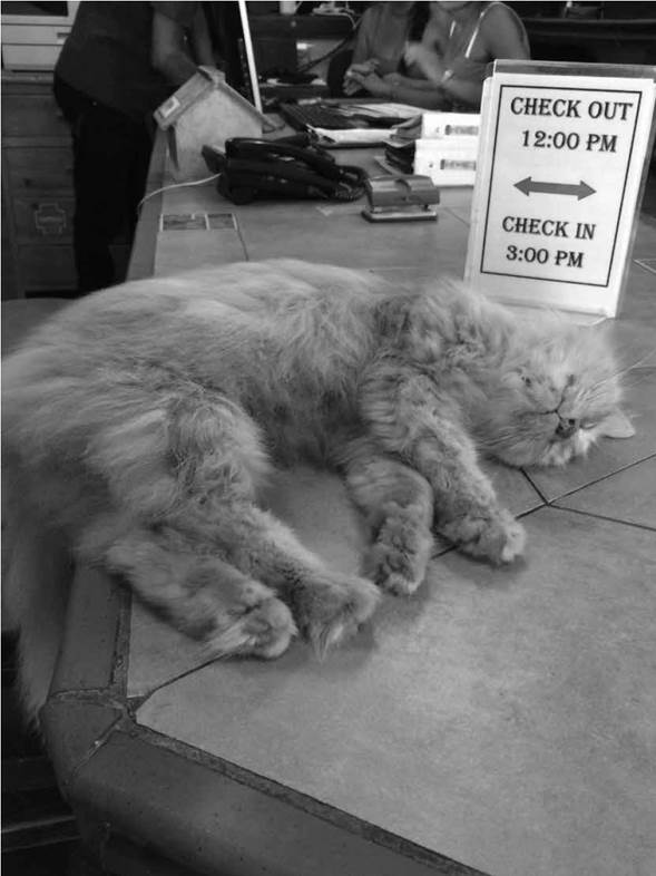 Bogotá - 2016, Johanna Orduz