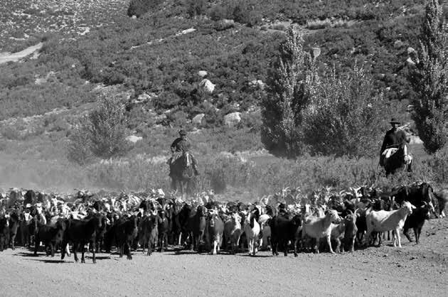 trashumancia en Malargüe Fuente Martín Muñoz Photography