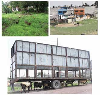 Animales en su hábitat cotidiano.