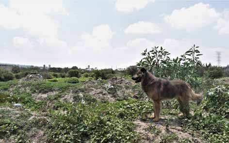 Perro en terreno baldío..