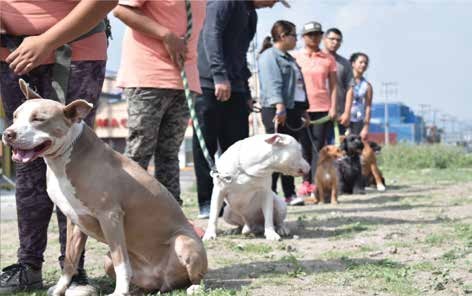 Entrenamiento canino en Héroes Tecámac.