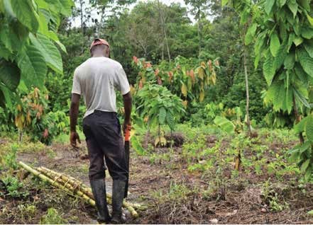 Joven agricultor entre cultivos de cacao y coca