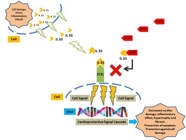 Cardioprotective relationship of interleukin 33 (IL33) with
membrane-bound growth STimulation expressed gene 2 (ST2L) and blocking
with soluble growth STimulation expressed gene 2 (sST2).
DNA=deoxyribonucleic acid.