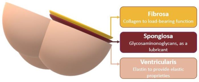Schematic image of the three cardiac valve leaflets.
