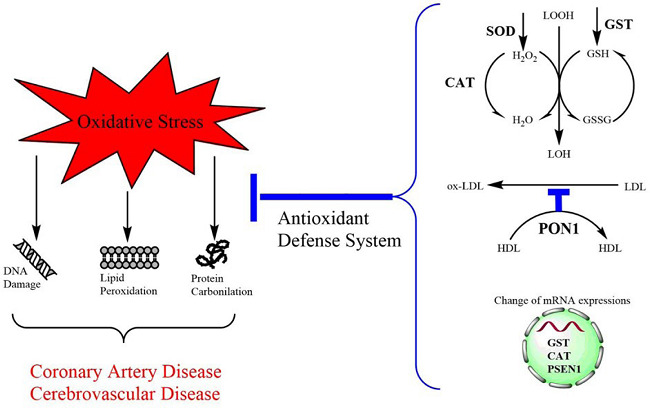 Atherosclerosis formation due to DNA, lipid and protein oxidation,
							the role of antioxidant defence system and gene expression mechanisms in
							decrease of oxidative stress.