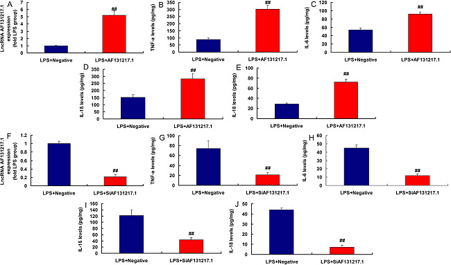 Long noncoding ribonucleic acid (lncRNA) AF131217.1 regulated
								inflammation in the in vitro model. LncRNA AF131217 expression (A),
								tumor necrosis factor alpha (TNF-α), interleukin (IL)-6, IL-1β, and
								IL-18 (B, C, D, and E) in overexpression of lncRNA AF131217 group;
								lncRNA AF131217 expression (F), TNF-α, IL-6, IL-1β, and IL-18 (G, H,
								I, and J) in downregulation of lncRNA AF131217 group. LPS+Negative,
								LPS-induced in vitro model by negative mimics group; LPS+AF131217.1,
								LPS-induced in vitro model by AF131217.1 group.
								##P<0.01 compared with LPS+Negative group.
								LPS=lipopolysaccharide.