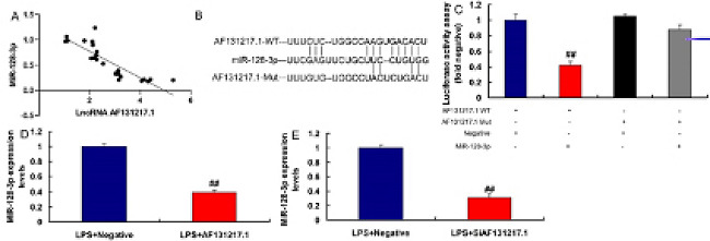 Micro ribonucleic acid (miR)-128-3p is a target spot of long
								noncoding ribonucleic acid (lncRNA) AF131217.1 on the inflammation
								in vitro model. MiR-128-3p expression had a negative correlation
								with lncRNA AF131217.1 levels in the coronary slow flow model (A).
								The luciferase reporter plasmid containing wild type (WT) or mutant
								(Mut) AF131217.1 was cotransfected with miR-128-3p (B and C),
								overexpression of lncRNA AF131217.1 suppressed miR-128-3p expression
								(D), downregulation of lncRNA AF131217.1 induced miR-128-3p
								expression in lipopolysaccharide (LPS)-induced in vitro model (E).
								LPS+Negative, LPS-induced in vitro model by negative mimics group;
								LPS+AF131217, LPSinduced in vitro model by AF131217.1 group.
									##P<0.01 compared with LPS+Negative group.