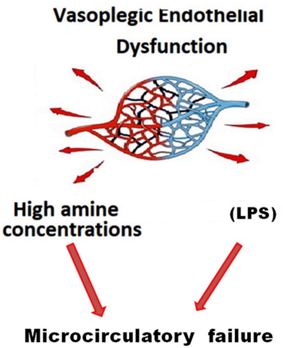 Schematic representation of microcirculatory damage consequent to
lipopolysaccharide (LPS) and high doses of amine.