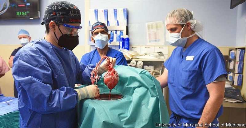 Dr. Griffith during the first successful genetically modified pig
                            heart transplant in 2022, United States of America