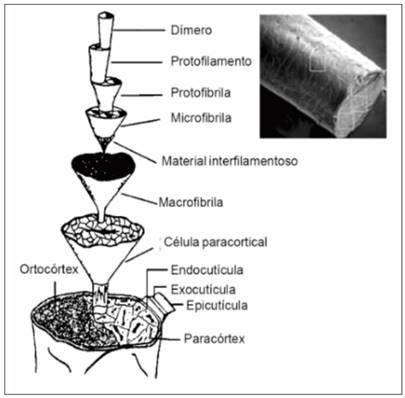 Estrutura morfológica do cabelo (PINHEIRO et al., 2013). Acesso em 29/09/2018