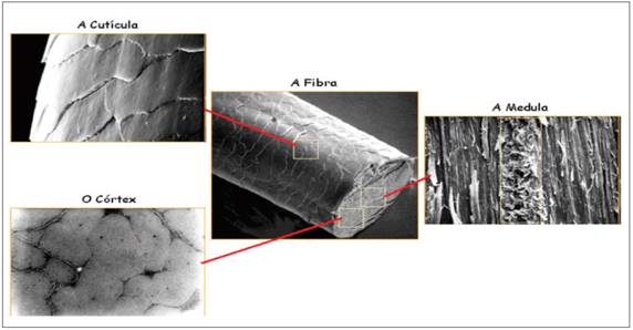 Recurso imagético utilizado na intervenção pedagógica, de acordo com o Turno 347. Google Imagens. Acessado em 28/09/2018