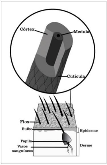 Estrutura do folículo capilar sob a pele (OLIVEIRA et al., 2014, p.2)