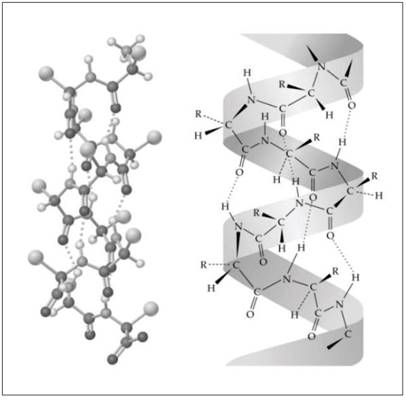 Estrutura da Queratina. (OLIVEIRA, 2013, sem paginação). Acesso em 28/09/2018
