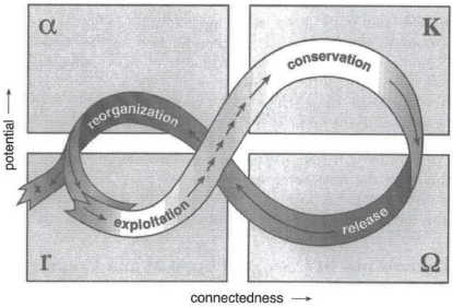 Fases de los ciclo adaptativos