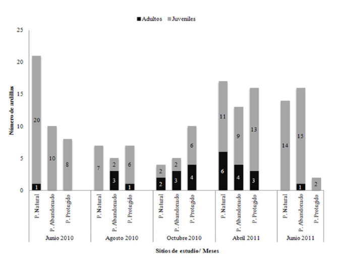 Variación en la edad relativa de la ardilla de Perote capturadas a lo largo del estudio en los diferentes meses y sitios de muestreo en el Valle de Perote, Veracruz.