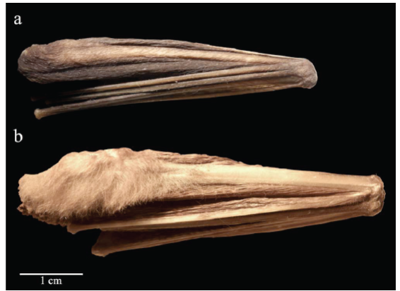 Antebrazo de: a) subgénero anteriormente llamado 
							"Anthorhina"  y b) subgénero 
							Mimon.
						