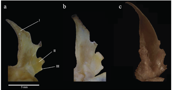Trago de: a) 
							Mimon crenulatum crenulatum, b) 
							M. c. keenani y c) 
							M.bennettii. I: rama principal, II: rama intermedia, III: rama inferior.
						