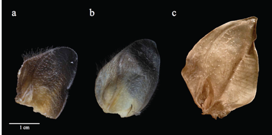 Orejas de: a) 
							Mimon crenulatum crenulatum, b) 
							M. c. keenani y c) 
							M.bennettii.
						