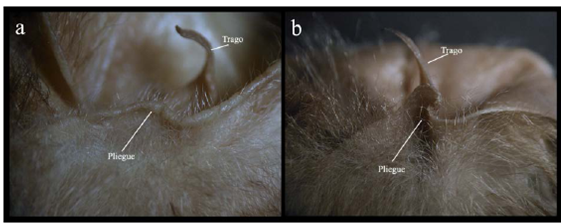 Pliegue en la base de la oreja de: a) subgénero anteriormente llamado 
							"Anthorhina"  y b) subgénero 
							Mimon.
						
