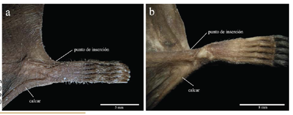 Punto de inserción del plagiopatagio del: a) subgénero anteriormente llamado 
							"Anthorhina"  y b) subgénero 
							Mimon.
						