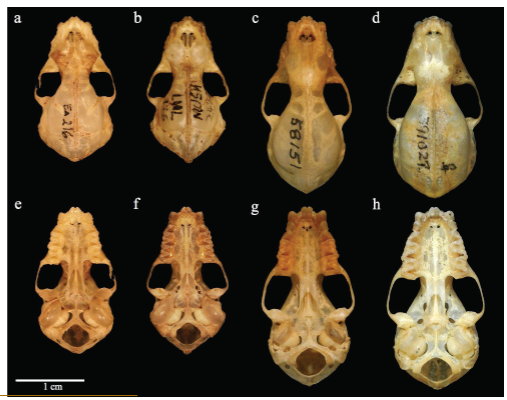 Vista dorsal y ventral de los cráneos de 
							Mimon kopeckeae (a y e), 
							M. crenulatum (b y f), 
							M. cozumelae (c y g) y 
							M.bennettiii (d y h).
						
