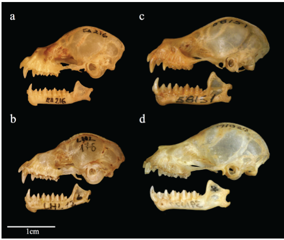 Vista lateral del cráneo y mandíbula de 
							Mimon kopeckeae (a), 
							M. crenulatum (b), 
							M. cozumelae (c) y 
							M.bennettii (d).
						